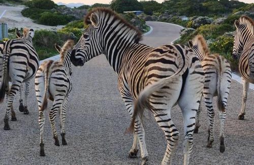 Kleinbaai Villa | Lighthouse Villa Romansbaai