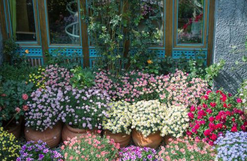 Dayan Old Town House | Lijiang Hearing Flower Hall Garden Inn Butterfly Language Shop
