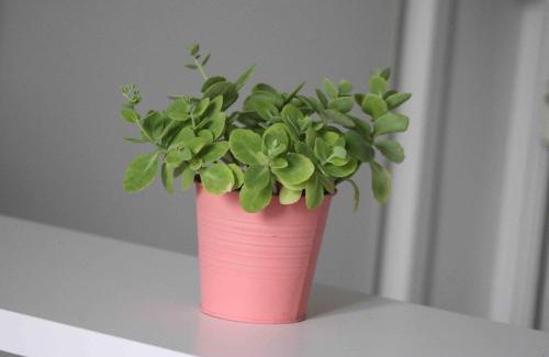 Santa Rita Apartment | Linda GuestHouse