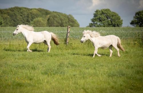 Ahnebyheck Apartment | Lindenhof