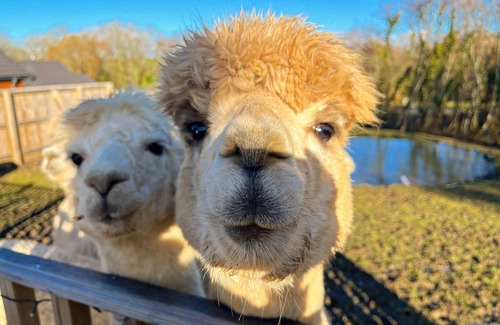 Tenby RV Rental | Lion King Safari Tent