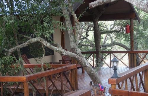 Thorny Bush Game Reserve Cabin | Lion Tree Top Lodge