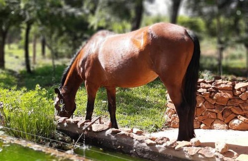 Maanhaarand House | Little Forest Farm