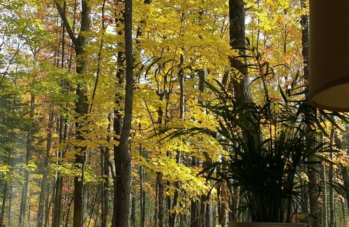 Finlayson Cabin | Located at the Heart of the Solana State Forest in Amongst the Forest Trees