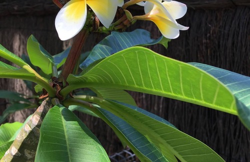 Avalon Beach Apartment | Location, location: Renovated studio 600m to Avalon surf beach & shops