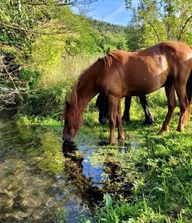 La Bonneville-sur-Iton House | Lodge pleine nature