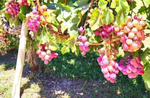 Maipu Apartment | Loft & Wines