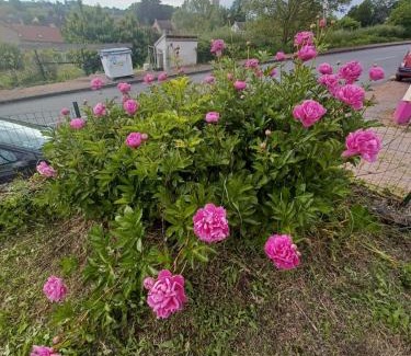 Trezelles House | Logis des Pivoines