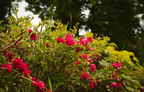 Ennybegs House | Longford Holiday Red Rose Self Catering Cottage