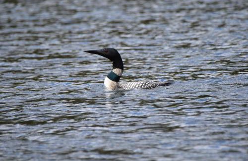 Lake Tomahawk House | Loon Landing in Lake Tomahawk WI