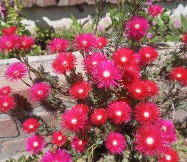 Cosquin House | Los Pinos B&B - Habitación en casa de familia