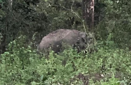 Sulthan Bathery Other | Lotus Jewel Forest Camping