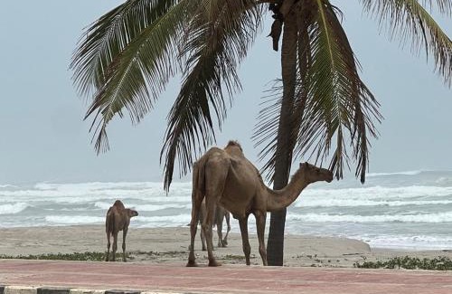 Taqah Apartment | Lovely Beach Apartment