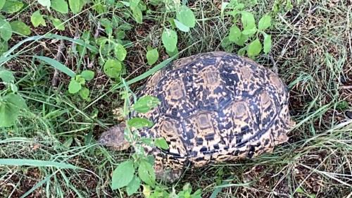 Leeupoort Villa | Luna Crescente 19 and 19A Zebula golf and spa resort 14 Pax Bela Bela Limpopo