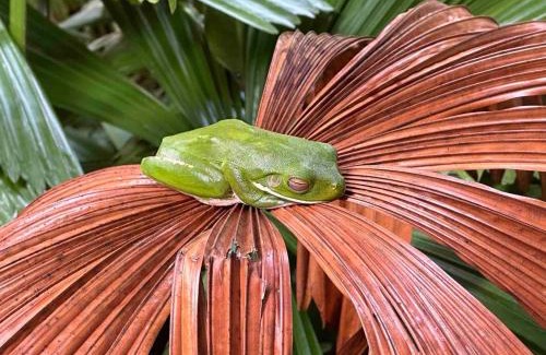 Eubenangee House | Luxurious rainforest lodge in FNQ