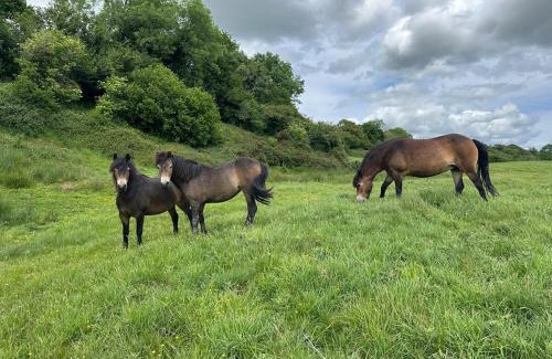 Beaminster House | Luxury 4 Bed Farmhouse on Rewilding Estate