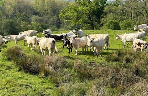 Beaminster House | Luxury 4 Bed Farmhouse on Rewilding Estate
