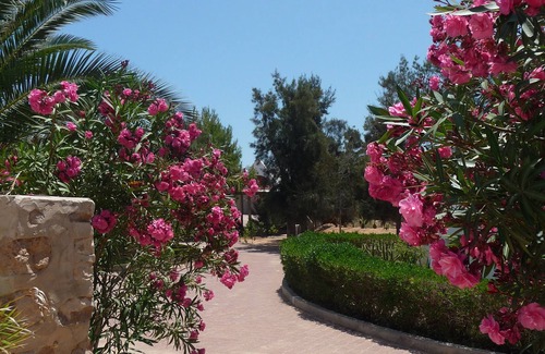 Sedouikech House | Luxury villa in olive grove on 2 ha and large swimming pool