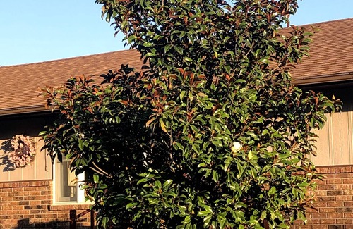 Hillsboro House | Magnolia Dreams come true here