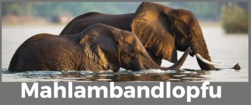 Carletonville House | Mahlambandlopfu Presidential Guest House