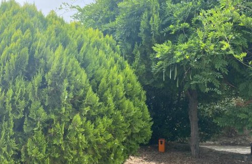 Corte House | Maison à Corte (Centre Corse) avec piscine et jardin