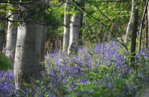 Bourton Apartment | Mallow Glamping Pod