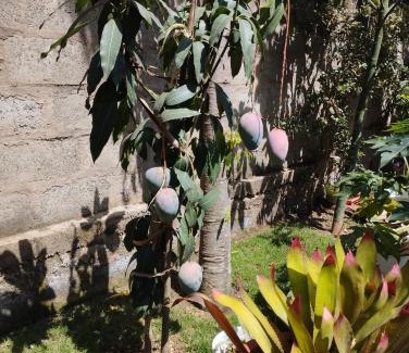 Arusha House | mamacollins homestay