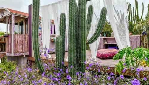 Santa Cruz Bed & Breakfast | Mammaloe