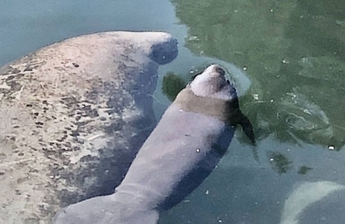 Springs at Kings Bay House | Manatee Villa- Entire Waterfront Home with Pool - Long term Rental