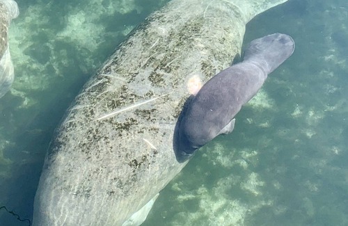 Springs at Kings Bay House | Manatee Villa- Entire Waterfront Home with Pool - Long term Rental