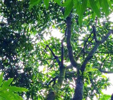 Hireguthi House | Mangrove Ecostay