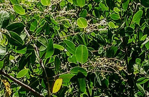 Maxaranguape Apartment | Mangue em flor