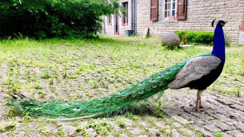 Mariembourg House | Manoir de Tromcourt