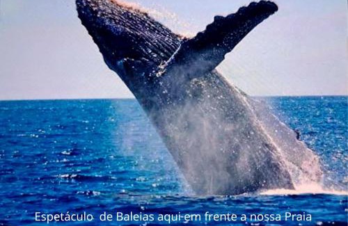 Campeche Sul House | Mar&sol 80 mts da Praia Bangalôs Aconchegantes e Completos