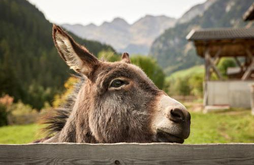 Racines Apartment | Mareiter Stein Blasighof