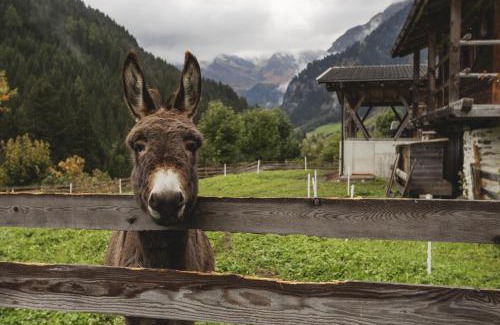 Racines Apartment | Mareiter Stein Blasighof