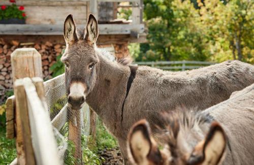 Racines Apartment | Mareiter Stein Blasighof