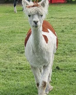 New Holland Other | Marshland Alpacas Glamping Lodge