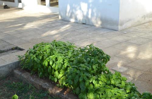 Carpino Bed & Breakfast | Masseria Romagnolo