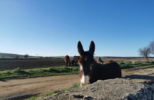 Montegrosso House | Masseria Tarantini