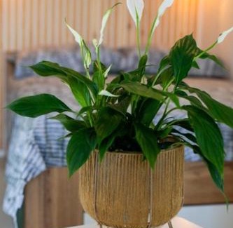 Ripenda Verbanci Apartment | Mati