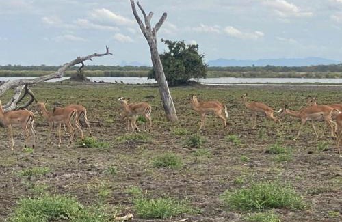 Liwonde Hotel | Mawila Big Five Lodge