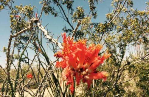 Twentynine Palms House | Mayfair House - 4 Minutes to National Park!