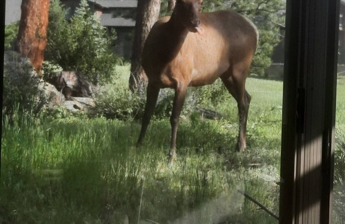 Estes Park House | Mid-Term Rental ~30 DaysnPeaceful Private Home on 3/4 acre. Pines-Wildlife-Views