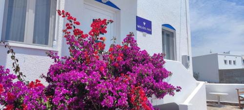 Adamas Hotel | Milos Inn