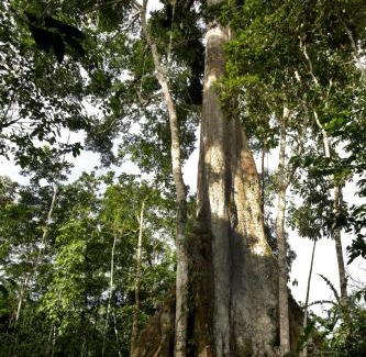 Puerto Misahualli Cabin | Misahualli Amazon Lodge