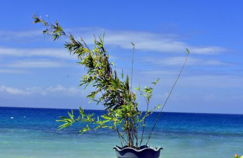 Malabuyoc House | MLK Bamboo Beachhouse