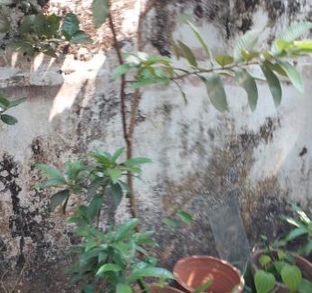 Kumbla Apartment | Mogral Green Valley