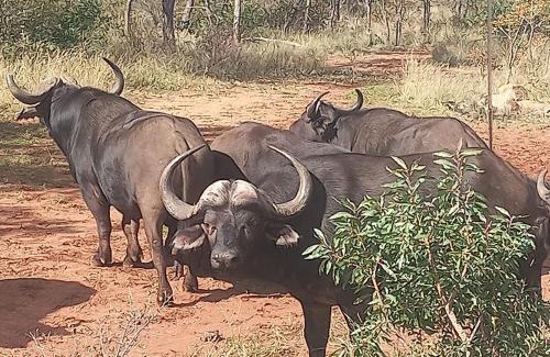 Vaalwater Cabin | Moletani Game Ranch