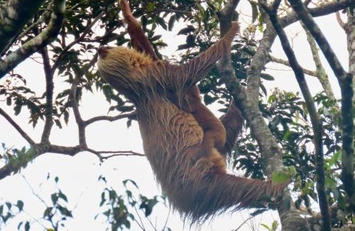 Monteverde Apartment | Monteverde Magic Mountain